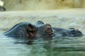 Hippo Profil